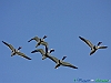 Uccelli anseriformi 03 - Volpoca.jpg